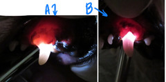 <p>Which one of these images is normal? Abnormal? What is this telling you?</p>
