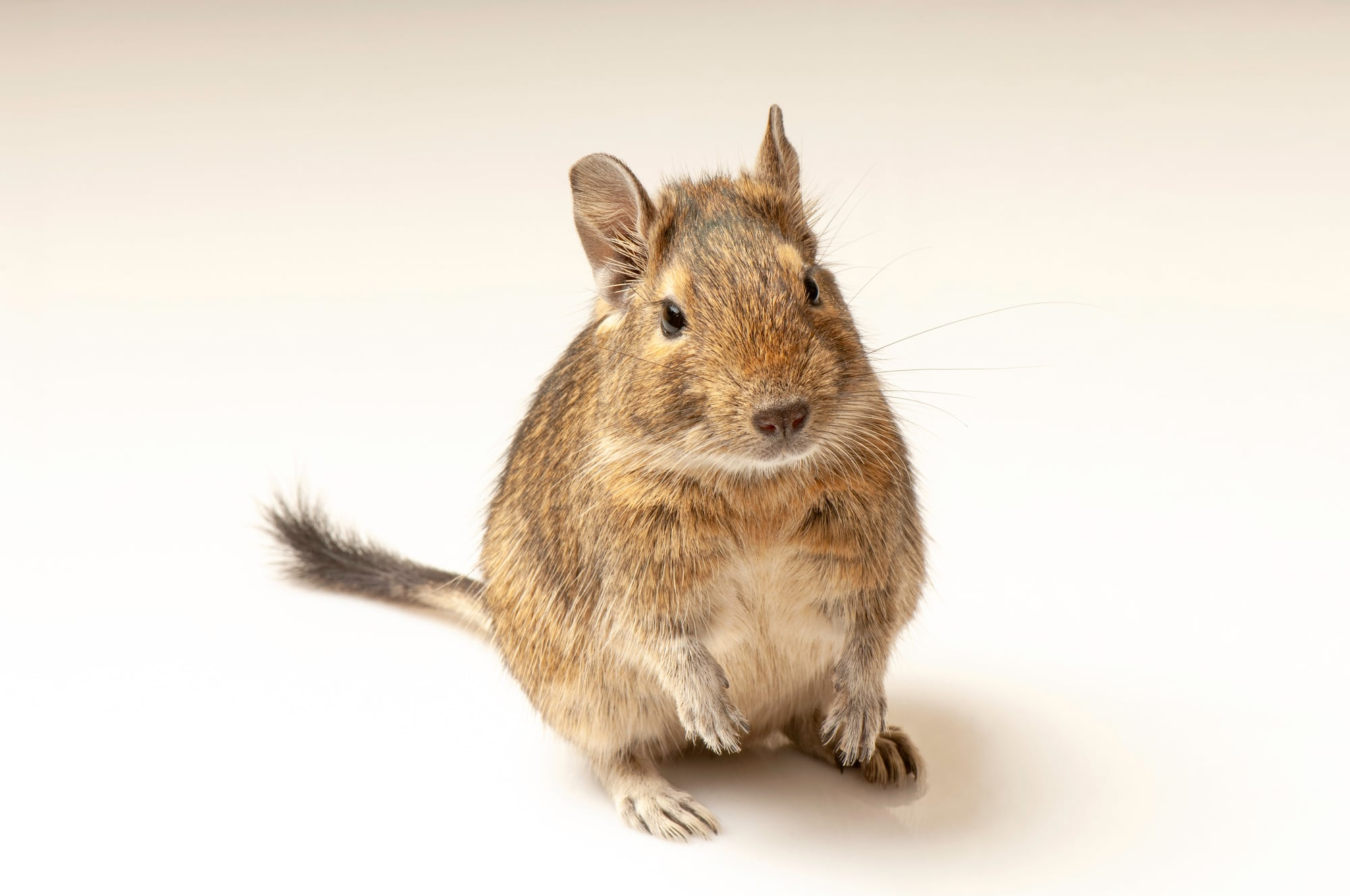 <p>Degu name:</p>