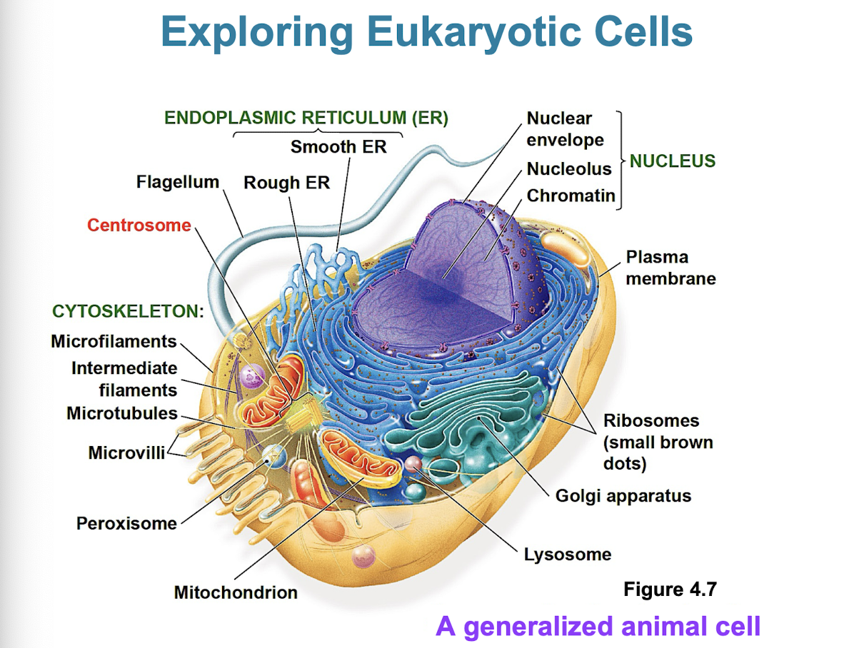 <ul><li><p>DNA is in the nucleus (organelle bound by double membrane)</p></li><li><p>larger than prokaryotic cells</p></li><li><p>plasma membrane w/ cytoplasm inside</p></li><li><p>10–100 μm</p></li></ul><p></p>