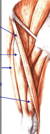 <p>Label 4 muscles.</p>