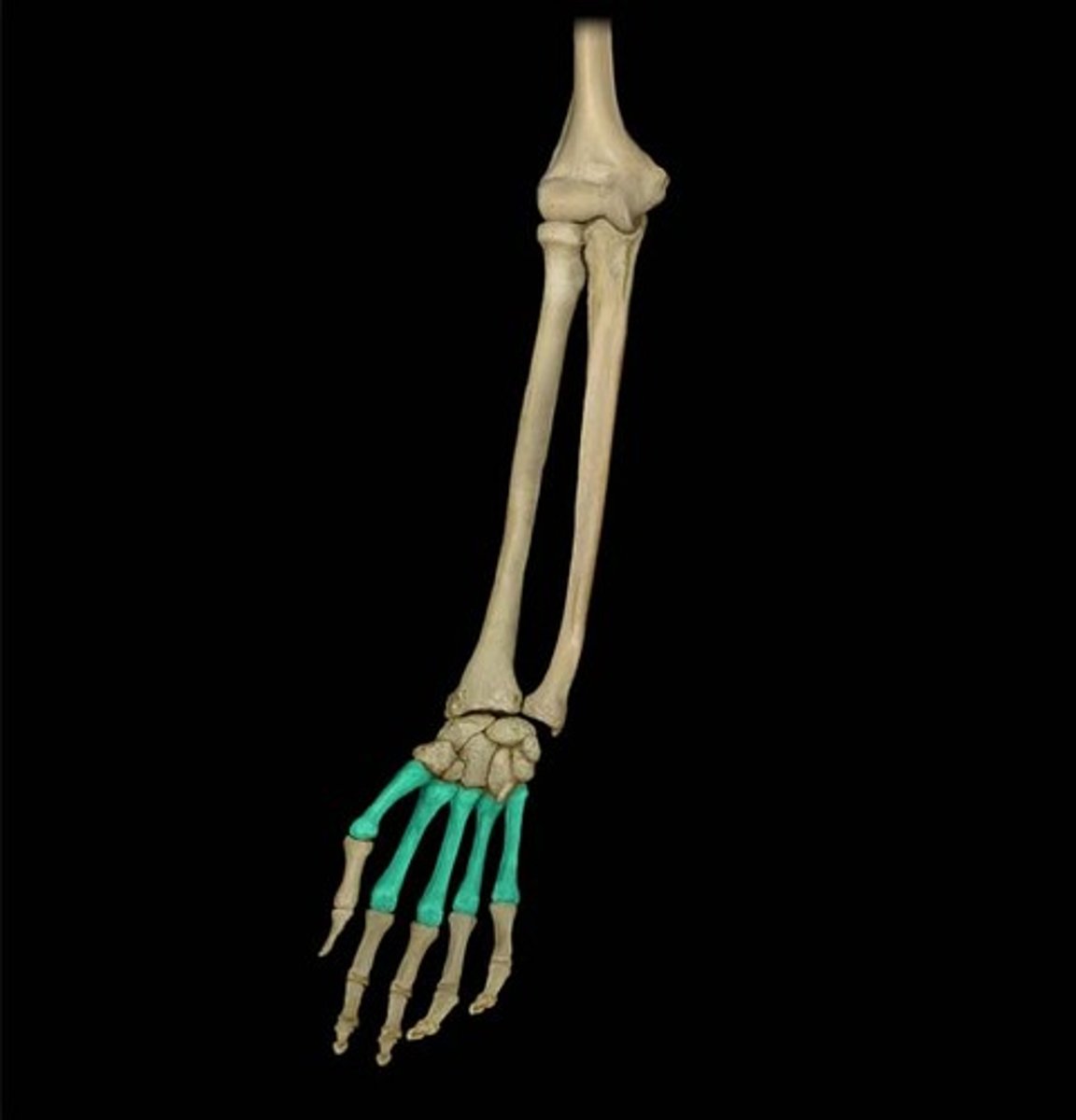 <p>- Bone of hand</p><p>- MI (Thumb/ pollex)</p><p>-MII</p><p>-MIII</p><p>-MIV</p><p>-MV (pinky/ Smallest digit)</p>