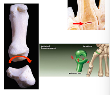 <p>Saddle joint permits the thumb to flex and extend (within the plane of the palm) & abduct and adduct (perpendicular to the palm). This dexterity gives humans the characteristic trait of “opposable” thumbs.</p>