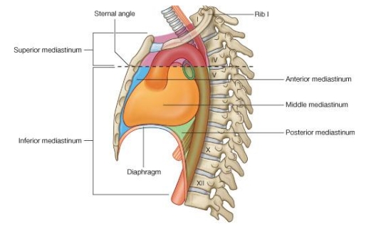 <ul><li><p>Superior</p></li><li><p>Inferior</p></li><li><p>Middle</p></li><li><p>Anterior</p></li><li><p>Posterior</p></li></ul><p></p>