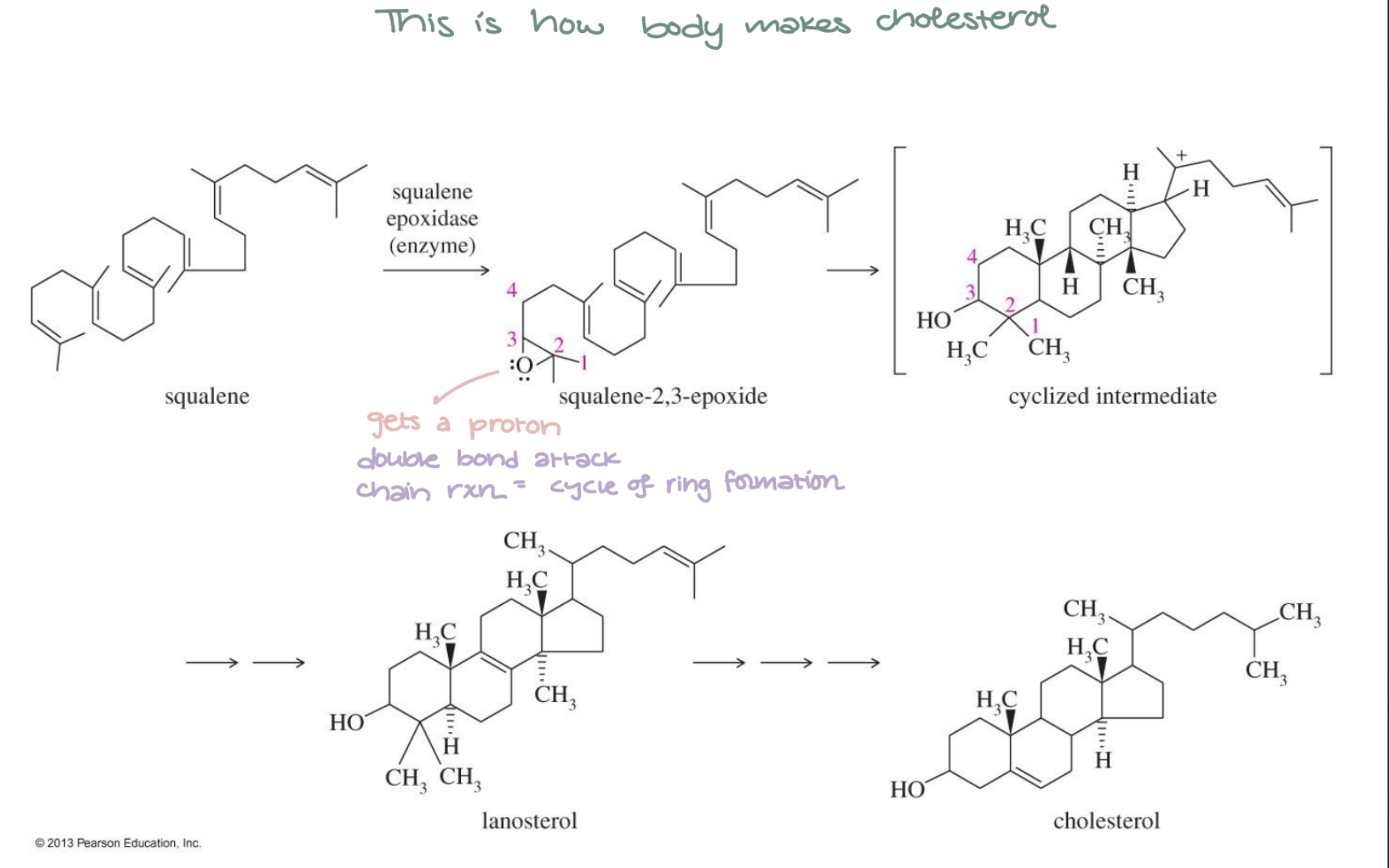 <p>Squalene 2,3-epoxide → Lanosterol → Cholesterol via enzyme-catalyzed cyclization. Biological polyene cyclization; multiple ring formations in one step.</p>