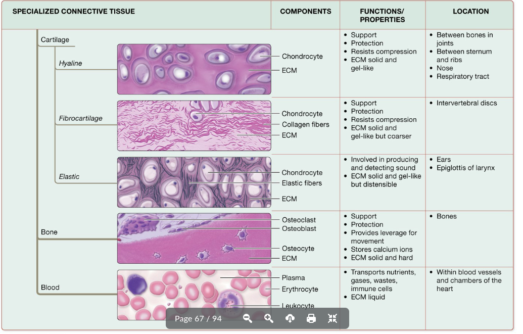 <p>cartilage, hyaline cartilage, fibrocartilage, elastic cartilage</p>