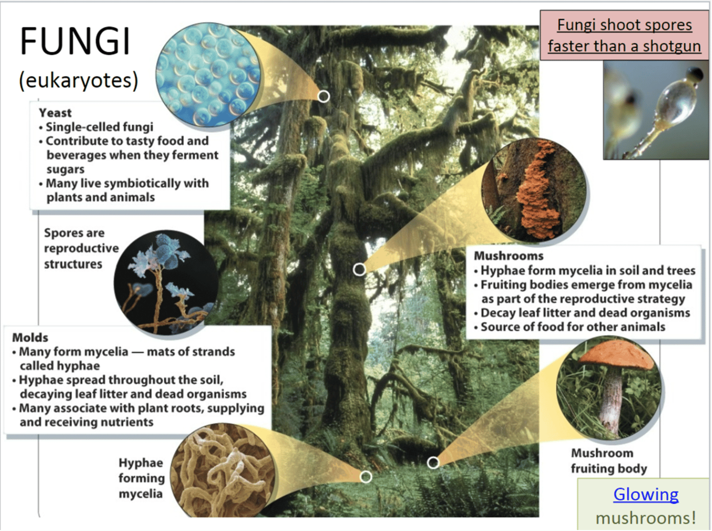 <p>eukaryote</p><p>yeast, molds, mushrooms</p>