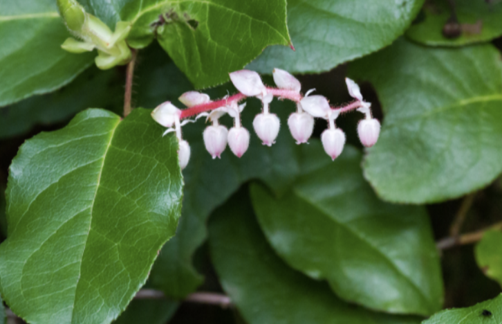 shiny round leaves, serrated edges, red bark, opposite leaf pattern