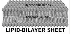 <p><strong>Two layers</strong> of <strong>phospholipid molecules</strong> arranged<strong> tail-to-tail</strong>; each phospholipid has a <span style="color: rgb(215, 55, 55);"><strong>hydrophilic </strong></span>("<strong><em>water-loving</em></strong>") phosphate head and <span style="color: rgb(208, 35, 35);"><strong>hydrophobic </strong></span>("<strong><em>water-fearing</em></strong>") fatty acid tails.</p><ul><li><p><strong>building block of <u>cell membrane</u></strong></p></li></ul><p></p>