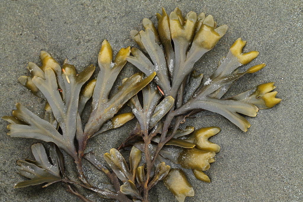<p>Rockweed</p>