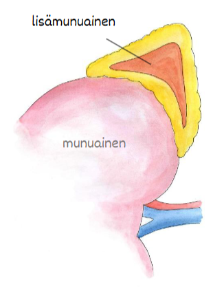 <p>Mitkä hormonit erittyvät lisämunuaisen ytimestä, mikä järjestelmä niitä ohjaa ja miten ne vaikuttavat kehoon?</p>