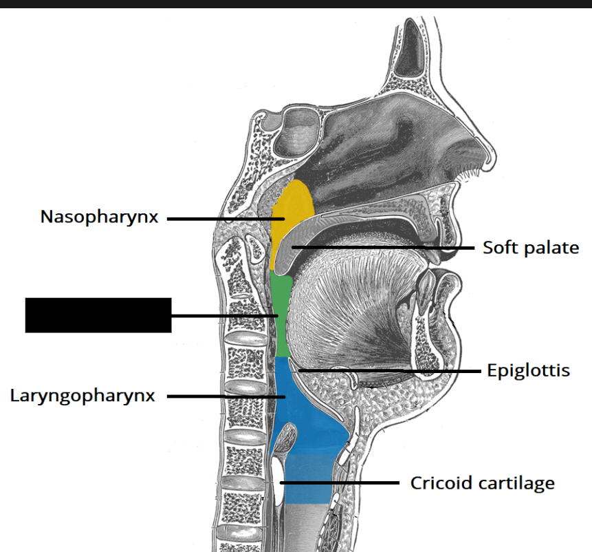 <p><span style="background-color: transparent;">Inferior to the nasopharynx and extends from the soft palate to the epiglottis. A shared passageway for air and substances on their way to the digestive tract</span></p>