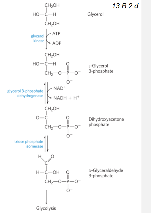 <p>glycerol converted to -> glyceraldehyde 3-P -> dihydroxyacetone phosphate (intermediate in glycolysis + gluconeogenesis)</p>