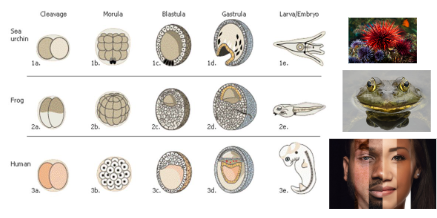 <p><span style="background-color: transparent;">Similarities between the embryonic development of organisms</span></p>