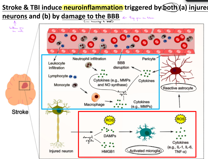 <p>damaged mitochondria cause <u>delayed </u>cell death by releasing <u>apoptotic factors</u>/bodies <u>(are proteins that trigger apoptosis)</u></p><ul><li><p>aka apoptosis is a <u>delayed</u> form of cell death that is caused from <u>damaged mitochondria</u></p></li></ul><p><span style="color: purple;">^^ this specifically refers to <mark data-color="purple" style="background-color: purple; color: inherit;">apoptosis w/ ischemic stroke</mark>, while the <mark data-color="green" style="background-color: green; color: inherit;">ATP failure, excess Na and Ca, etc. refers to </mark><u><mark data-color="green" style="background-color: green; color: inherit;">necrosis </mark></u><mark data-color="green" style="background-color: green; color: inherit;">w/ ischemic stroke</mark></span></p><p>_</p><p><u>stroke &amp; TBI</u> induce <strong>inflammation</strong>, which is triggered by <strong>BOTH </strong><u>injured neurons</u> &amp; <u>damage to the BBB</u></p><p><span style="color: purple;">(^ cytotoxic edema/cell swelling is injured neurons, rupturing of membrane is damage to BBB)</span></p><ul><li><p>injured neurons will <strong><u>release DAMPs</u></strong> (damage associated molecular patterns), which will <strong><u>bind to Rs of immune cells</u></strong> → <strong><u>activate signaling pathways</u></strong> (in immune cells) → immune cells <strong><u>release cytokines &amp; chemokines</u></strong> → <u>inflammation</u></p><ul><li><p>specifically, <strong><u>sterile inflammation</u></strong> (is <mark data-color="blue" style="background-color: blue; color: inherit;">inflammation caused w/o pathogens)</mark></p></li></ul></li><li><p>BBB is part of the <strong><u><mark data-color="blue" style="background-color: blue; color: inherit;">neurovascular unit</mark></u></strong><mark data-color="blue" style="background-color: blue; color: inherit;"> </mark>made of <u>neurons, astrocytes, and pericytes</u>, whose signals will <strong><u>control the diameter of blood vessels in the brain</u></strong> → in order to <strong><u>control rate of local blood flow</u></strong></p></li></ul><div data-type="horizontalRule"><hr></div><p>(pic shows that astrocytes make contact w/ astrocytes &amp; neurons, so is like the “in-between” structure of the two)</p>