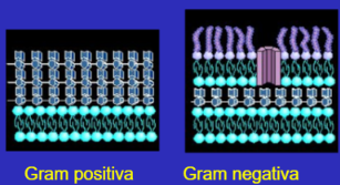 <p>de fora para dent</p><ul><li><p>gram positiva</p></li></ul><p>→ parede de peptidoglicano espessa</p><p>→ ácidos teicoicos e lipoteicoicos→ polímeros que atravessam a camada de peptidoglicano→ ancoram a bactéria a célula hospedeira→ fator de virulência</p><p>→ espaço periplasmático pequeno</p><p>→ membrana plasmática interna</p><ul><li><p>gram negativa</p></li></ul><p>→lipopolissacarídeos→ possui carga negativa; estabiliza a parede; resite aos sais biliares; antigénio O(escape do sist imune); endotoxina </p><p>→membrana externa com porinas</p><p>→parede de peptidoglicano fina</p><p>→espaço periplasmático amplo</p><p>→membrana plasmática interna</p><p></p>