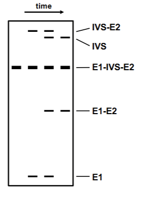 <p>Isolated nuclear RNA (no proteins present) + urea + HeLa cells <span>→</span> splicing reaction able to proceed. Shows the order in which the mechanism occurs. Notes: Due to lariat formation IVS+E2 and IVS by itself is “larger” than E1+IVS+E2 in gel. </p>