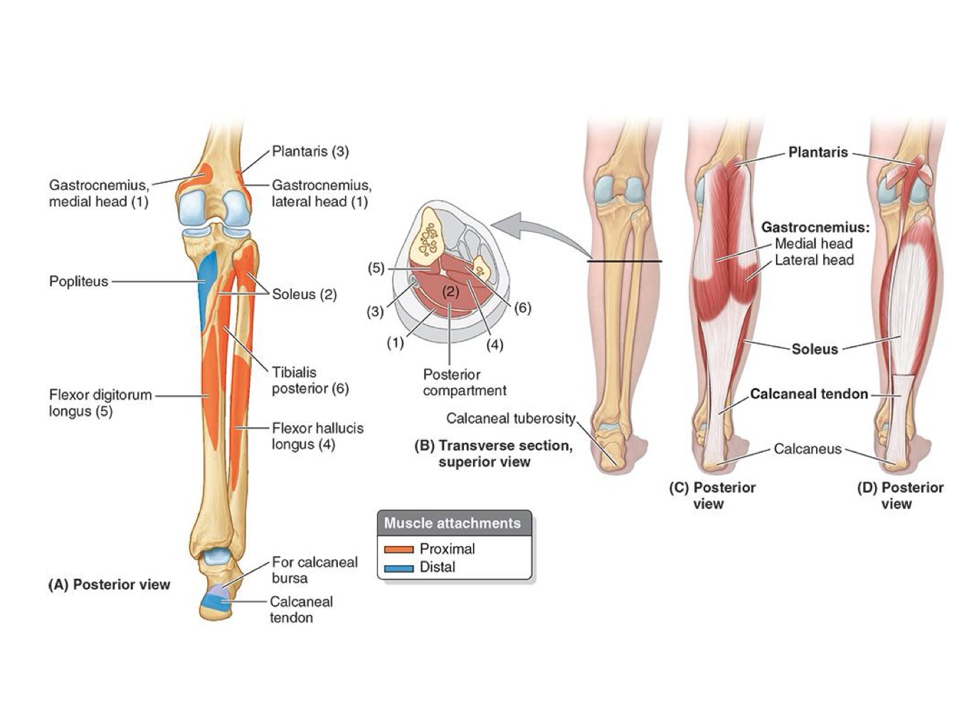 <ul><li><p><strong>PA:</strong></p><ul><li><p>Superior Posterior Fibula + Soleal line & middle 1/3 tibia</p></li></ul></li></ul><p></p><ul><li><p><strong>DA: Calcaneus via Calcaneal Tendon</strong></p></li></ul><p></p><ul><li><p><strong>N: Tibial Nerve</strong></p></li></ul><p></p><ul><li><p><strong>A: </strong>Plantarflexes ankle independent of knee position; stabilizes ankle joint</p></li></ul><p></p>
