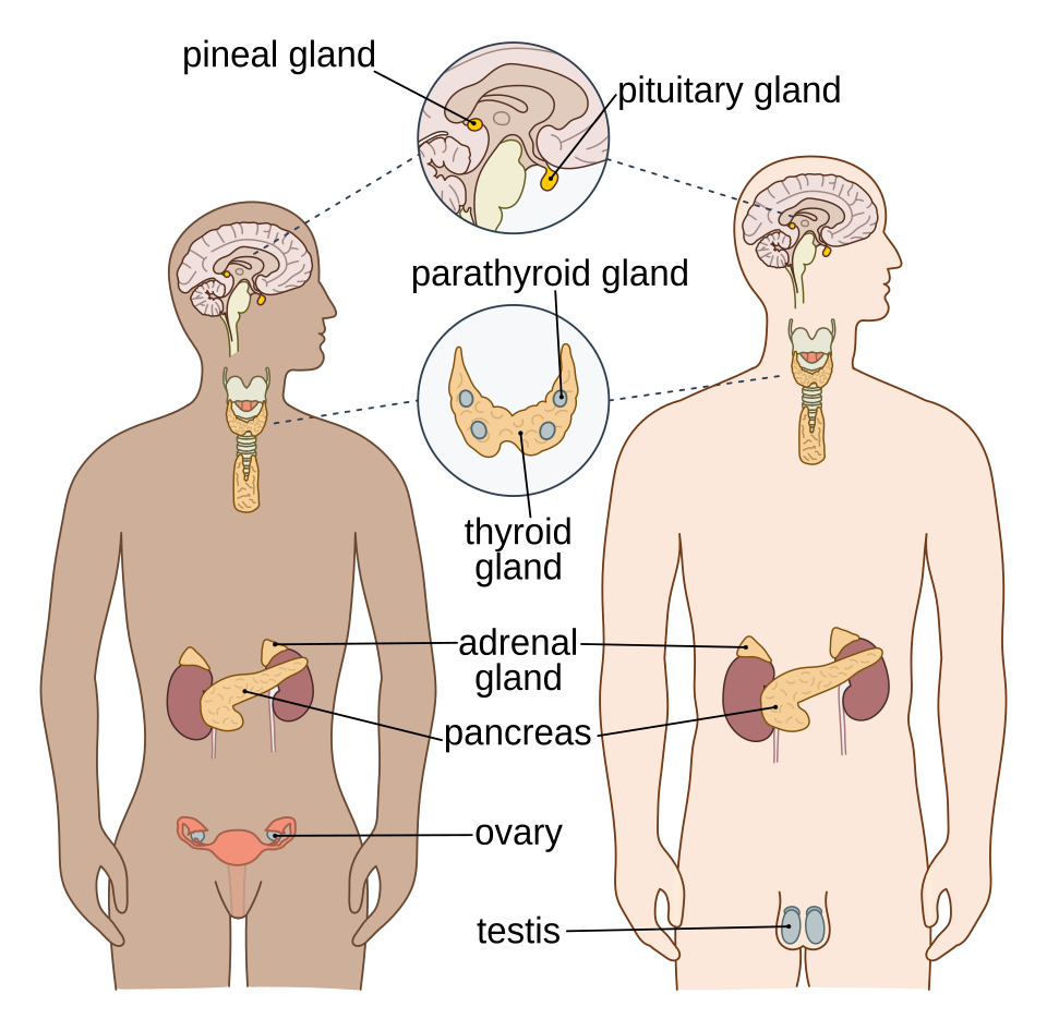 <p>What organ system is this, what is it’s key organs, and what is it’s function?</p>