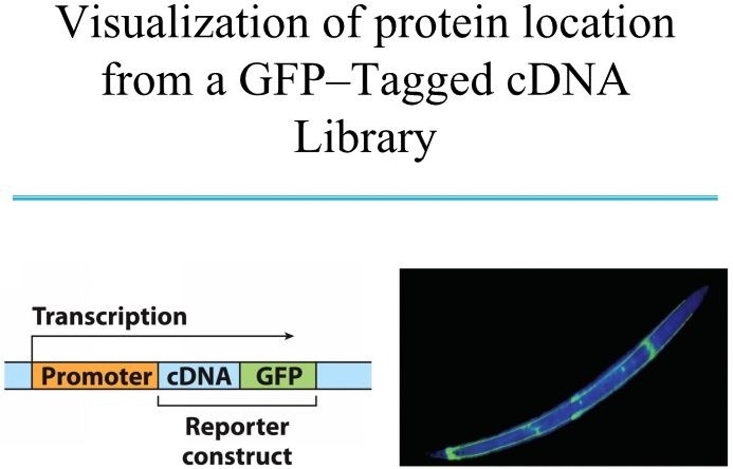 <p>Cloning of cDNA next to a gene for green fluorescent protein (GFP) creates a reporter construct. RNA transcription proceeds through the gene of interest (insert DNA) and the reporter gene, and the mRNA transcript is then expressed as a fusion protein. The GFP part of the protein is visible in the fluorescence microscope. The photograph shows a nematode worm containing a GFP fusion protein expressed only in the four "touch" neurons that run the length of its body.</p>