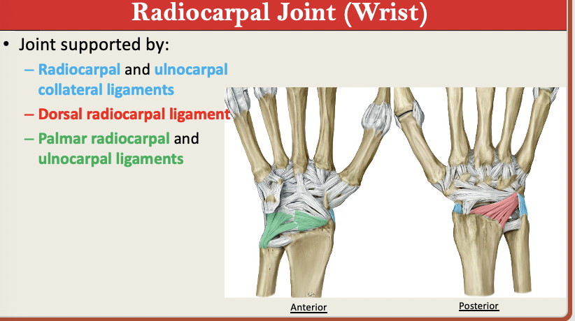 <p>MOVEMENTS: ulnar + rad deviation, flexion + extension</p><p>Scaphoid, Lunate, Triquetum </p><p>Ligaments: </p><ul><li><p>Radiocarpal + Ulnarcarpal Collat</p></li><li><p>Dorsal Radiocarpal</p></li><li><p>Palmar Radiocarpal + Ulnocarpal</p></li></ul><p></p>