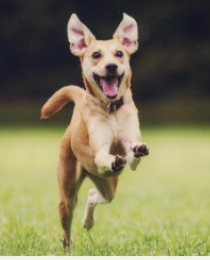 <p>Boldog vagyok.</p>