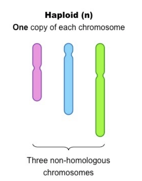 <p>Cell containing 1 copy of every chromosome</p>