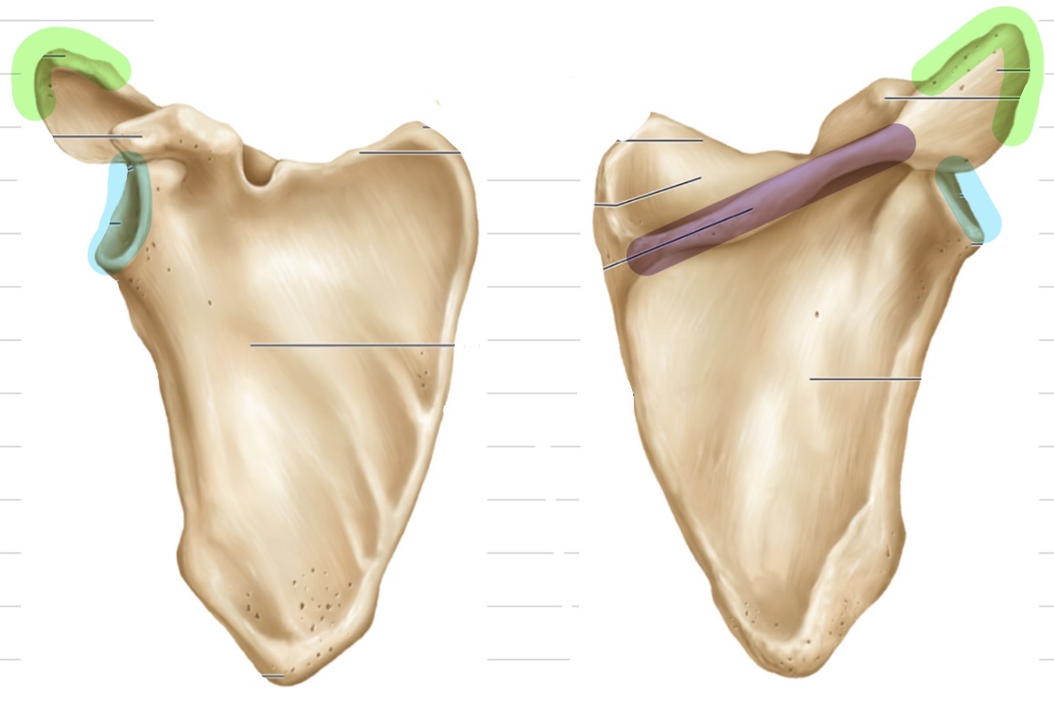 <p>What is highlighted in purple?</p>