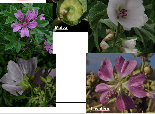 <img src="https://assets.knowt.com/user-attachments/a13c7ee4-fa3c-48c7-8039-bf7cc11effd5.png" data-width="100%" data-align="center"><p>Geef de familie.</p>