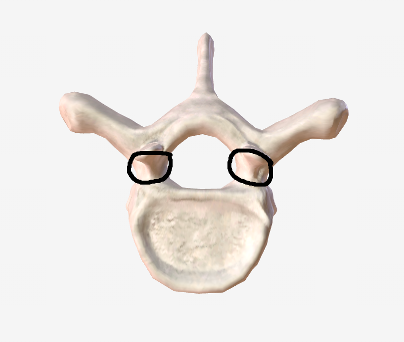 <p>what are these parts of a vertebra called?</p>