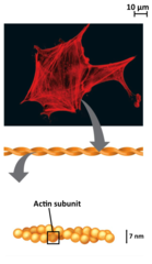 <p>composed of actin</p>