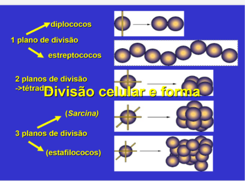 <p>obtido por divisão</p><p></p><p></p><p>*tétradas</p>