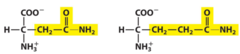 <p>Two amino acids that have hydroxyl groups that assist in hydrogen bonding and are prominent nucleophiles</p>