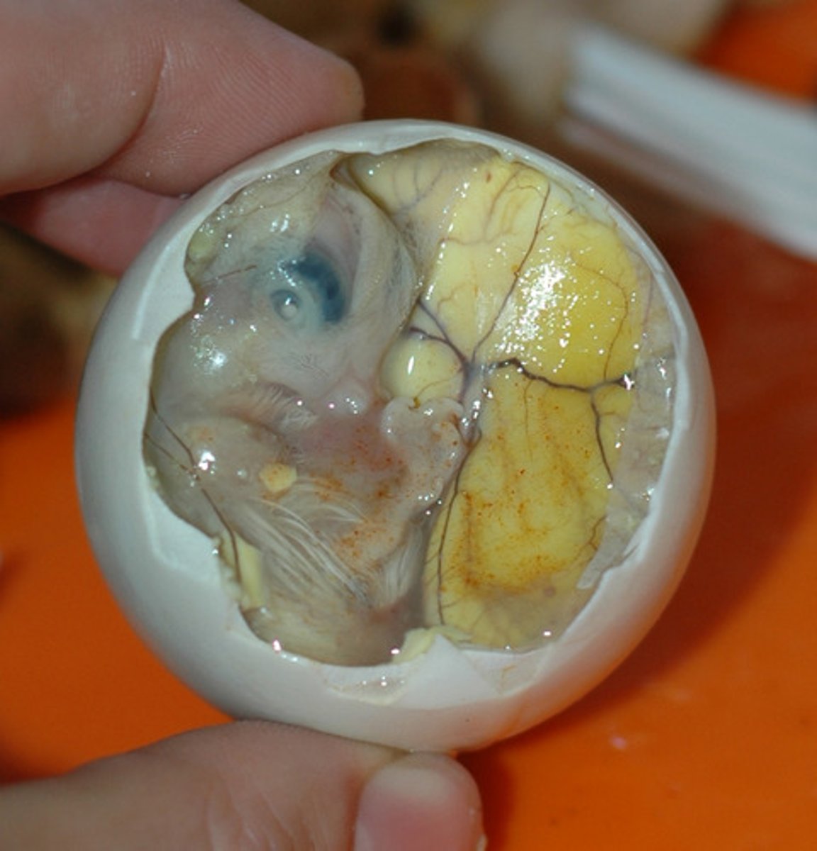 <p>balut</p>