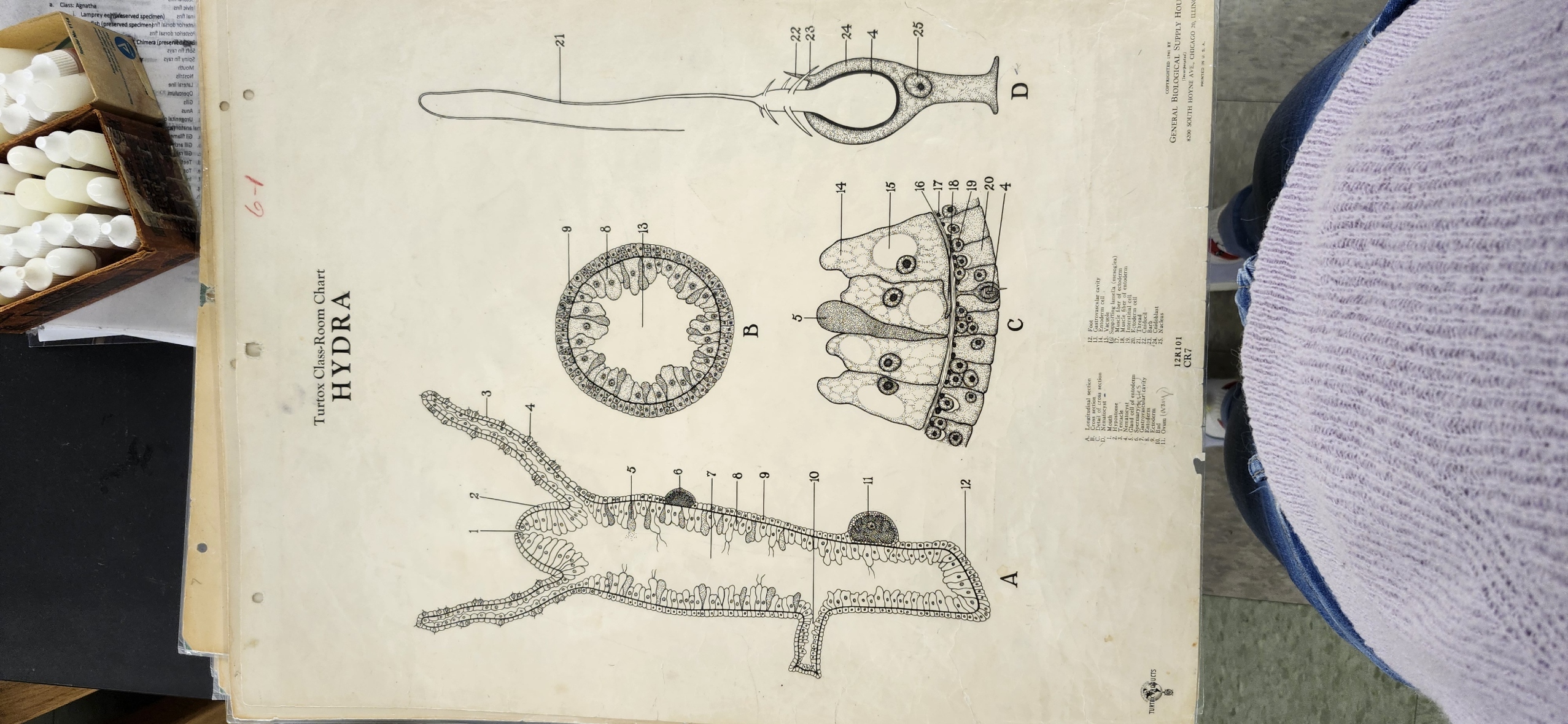<p>identify the followinst structures on the organims Hydra sp. (slide, Turtox chart CR 6.8 A1, CR 7, CR 7.1, CR 7.2, models)  </p><p>Polyp form </p><p>Hypostome </p><p>Mouth </p><p>Tentacles </p><p>Gastrovascular cavity </p><p>Cnidocytes </p><p>Nematocysts </p><p>Testes </p><p>Ovary </p><p>Body layers </p><p>Epidermis </p><p>Gastrodermis </p><p>Mesoglea  </p><p></p>