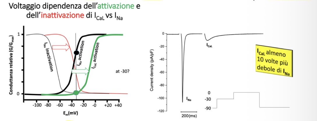 <p>Per studiare le correnti responsabili della ripolarizzazione, è necessario prima isolare le singole correnti. È possibile separare la corrente del sodio <strong>I(Na)</strong> dalla corrente del calcio <strong>I(CaL)</strong> senza l'uso di farmaci bloccanti, sfruttando lo <strong>shift (spostamento) di circa 30 mV</strong> delle loro curve di inattivazione.</p><p>• Impostando un voltaggio di mantenimento a <strong>-30 mV</strong>, la quasi totalità dei canali del Na+ viene inattivata ("fatta fuori"), mentre i canali del Ca2+ si trovano ancora sotto la loro soglia di inattivazione.</p><p>• Applicando un secondo stimolo di voltaggio, si registra una corrente entrante dovuta esclusivamente al calcio.</p><p>• Questo esperimento dimostra anche una differenza di ampiezza: infatti guardando i pA/pf delle correnti, la corrente <strong>I(CaL) è almeno 10 volte più piccola</strong> rispetto alla I(Na) (sebbene ci sia variabilità in base alla specie e allo stato dei canali). A -30 mV, la I(Na) è vicina alla permeabilità massima, ma il picco assoluto si raggiunge a circa -20 mV.</p>