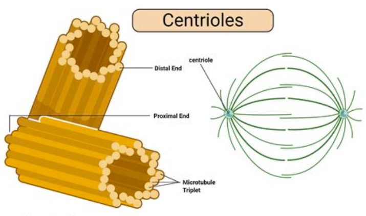 <p>Estructuras cilíndricas pequeñas ubicadas de a pares (formando un ángulo recto entre sí) dentro del centrosoma. Están compuestos por nueve tripletes de microtúbulos.</p><p></p>