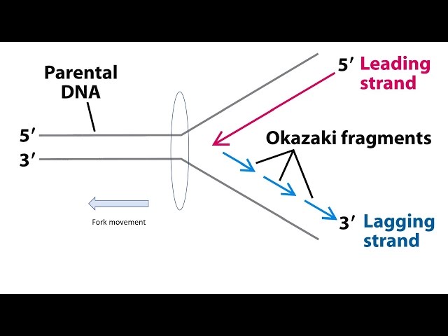<p>Short segments on the lagging strand during DNA replication.</p>