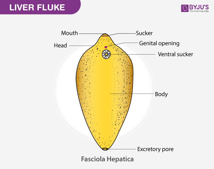 <ul><li><p><strong>structure</strong></p><ul><li><p>flattened, oral sucker at the anterior end and a ventral midline sucker (picture: liver fluke)</p></li></ul></li><li><p><strong>infection</strong></p><ul><li><p>ingestion of raw or undercooked aquatic animals or vegetation</p></li></ul></li><li><p><strong>reproduction</strong></p><ul><li><p>intestinal and organ flukes are <u>hermaphroditic</u></p></li><li><p>blood flukes reproduce <u>sexually</u></p></li></ul></li></ul><p></p>
