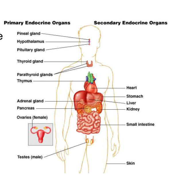 <p><span>Primary Endocrine Organs<br>– discrete organs<br>– main function is endocrine hormone release<br>– pituitary, thyroid, parathyroid, adrenal and<br>pineal glands<br>Secondary Endocrine Organs<br>– dispersed in organs<br>– have other major functions<br>– heart, kidney, liver, etc.</span></p>