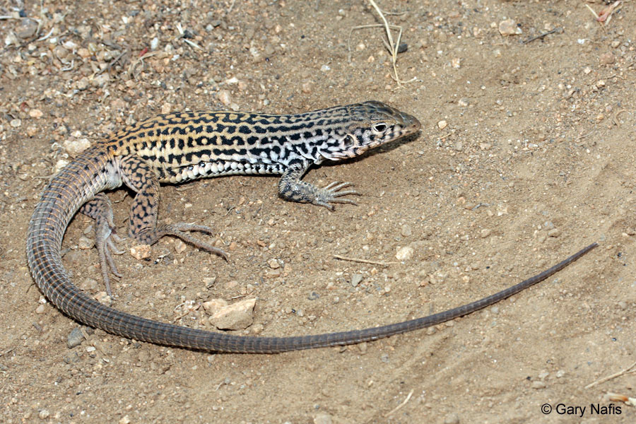 <p>Teiidae<br>Aspidoscelis tigris<br>Western whiptail</p>