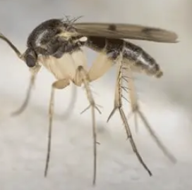 <p>name the insect</p>
