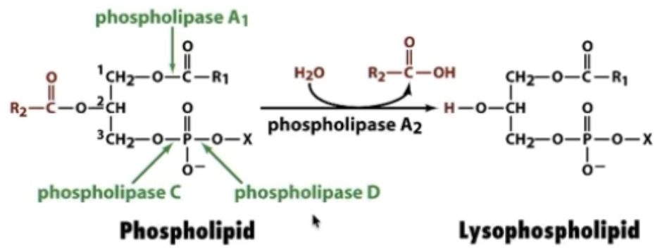 Choose where to cut (hydrolyze)