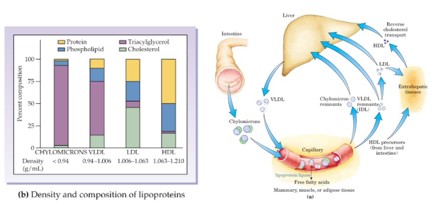 <ul><li><p>Delivery of fats from the liver to the tissues takes place in a second set of lipoproteins called VLDLs and LDLs. </p></li><li><p>The VLDLs carry most of the fat to be sent out to tissues from the liver, and as they accomplish this delivery they become LDLs by having fat removed by enzymes located in the capillaries. </p></li><li><p>LDLs carry and deliver most of the cholesterol in circulation. </p><ul><li><p>They are known as “bad cholesterol” in the media because they are the containers of cholesterol that can lead to health problems when too numerous. </p></li><li><p>LDLs can travel through the spaces between capillary cells to enter the interstitial fluid. </p></li><li><p>90% stay in the vessels. </p></li><li><p>LDLs are taken up by tissues with LDL <em>receptors</em>. </p></li></ul></li><li><p>The liver takes up LDL to remove lipids from the bloodstream. </p></li><li><p>HDLs are another lipoprotein that moves lipids back to the liver from the tissues. </p><ul><li><p>Known as the good cholesterol in the media because these packages are <em>destined for the liver,</em> where the cholesterol and other lipids can be broken down and made into something else. </p></li></ul></li><li><p>Free fatty acids also travel in the blood. They are not really free though, they are bound to albumin to keep them in solution. This is a smaller fraction of lipid transport than the lipoproteins.</p></li></ul><p></p>