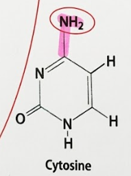 <p>c. Cytosine</p>