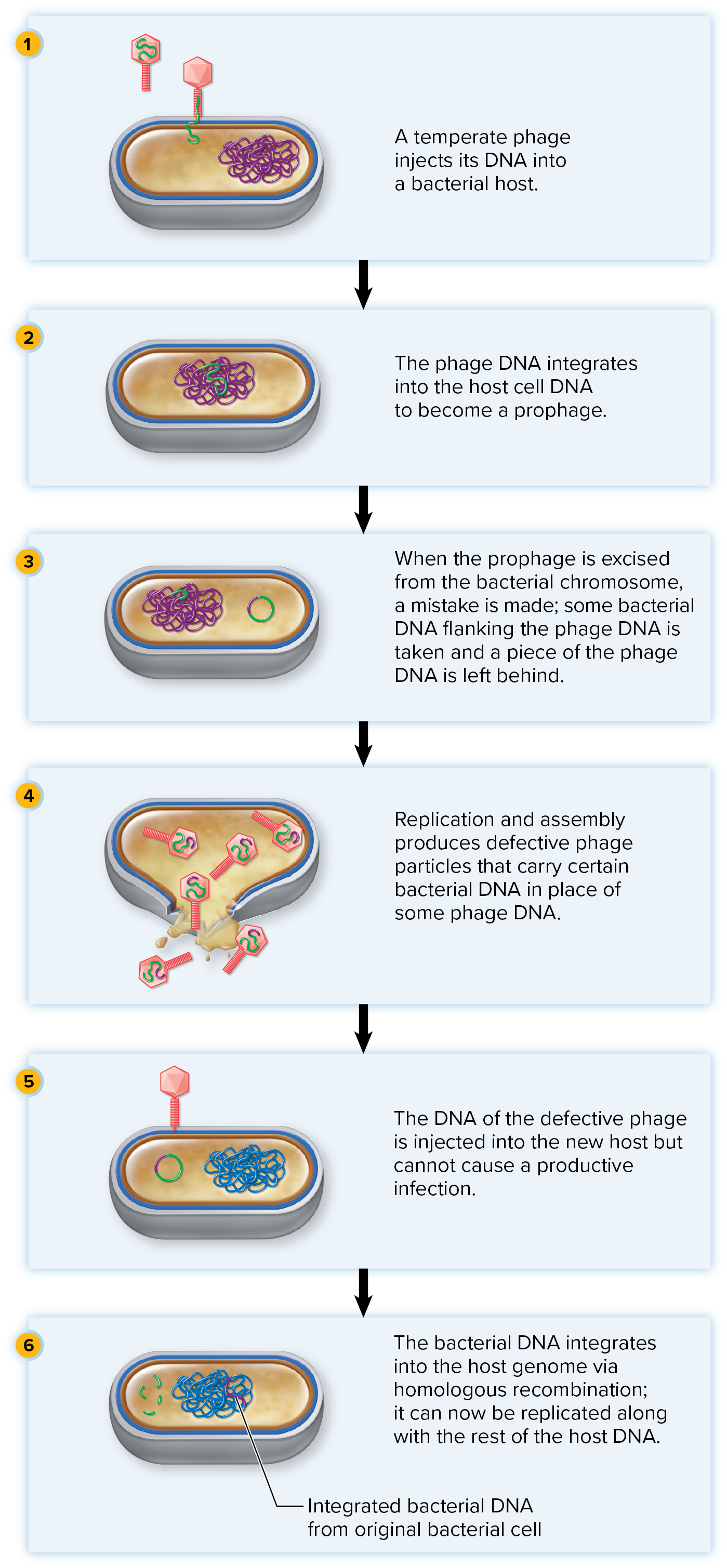 <p><mark data-color="blue" style="background-color: blue; color: inherit;">2/2 Replication cycles undergone by </mark><strong><mark data-color="blue" style="background-color: blue; color: inherit;">bacteriophages</mark></strong><mark data-color="blue" style="background-color: blue; color: inherit;"> to reproduce</mark> → exclusive for bacteriophages</p><ul><li><p>phage integrates its genome into the host genome</p></li><li><p><mark data-color="yellow" style="background-color: yellow; color: inherit;">phage released without killing the host cell</mark></p></li></ul><p></p><p>Specifically undergone when replicating a <strong><mark data-color="purple" style="background-color: purple; color: inherit;">temperate virus</mark></strong>: <mark data-color="yellow" style="background-color: yellow; color: inherit;">a virus that can infect a host cell but does not immediately kill it </mark>(contrary to viral viruses)</p><p><mark data-color="yellow" style="background-color: yellow; color: inherit;">→ can undergo both lytic and [__]s at different times</mark></p><p></p><p><u>Steps</u>:</p><ol><li><p>Attachment</p></li><li><p>Penetration</p></li><li><p><u>Incorporation of viral DNA into host chromosome</u></p></li></ol><p>» <strong><mark data-color="purple" style="background-color: purple; color: inherit;">reverse transcriptase</mark></strong> → turns viral RNA into DNA (cDNA)</p><p>» <strong><mark data-color="purple" style="background-color: purple; color: inherit;">integrase</mark></strong>: enzyme that inserts viral DNA into host genome</p><p>» <strong><mark data-color="purple" style="background-color: purple; color: inherit;">prophage</mark></strong>: <mark data-color="yellow" style="background-color: yellow; color: inherit;">what the virus is called (</mark><strong><mark data-color="yellow" style="background-color: yellow; color: inherit;">provirus </mark></strong><mark data-color="yellow" style="background-color: yellow; color: inherit;">in eukaryotes) when integrated into (doesn’t destroy) the host DNA</mark></p><ol start="4"><li><p>Viral DNA is replicated when the host cell replicates</p></li></ol><ol start="5"><li><p>Prophage can excise out (as it needs to be outside of the genome to replicate) and undergo lytic cycle </p></li></ol><img src="https://assets.knowt.com/user-attachments/2937c231-c7f9-427e-9ef9-eb1928c358c2.jpg" data-width="100%" data-align="center"><p></p>