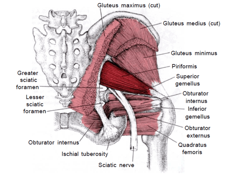 <p>Gluteal Superficial Group</p><ul><li><p>gluteus maximus</p></li><li><p>gluteus medius</p></li><li><p>gluteus minimus</p></li><li><p>tensor fascia latae</p></li></ul><p></p><p>Gluteal Deep Rotators</p><ul><li><p>piriformis</p></li><li><p>obturator internus</p></li><li><p>superior gemellus</p></li><li><p>inferior gemellus</p></li><li><p>quadratus femoris </p></li><li><p>obturator externis</p></li></ul><p></p>