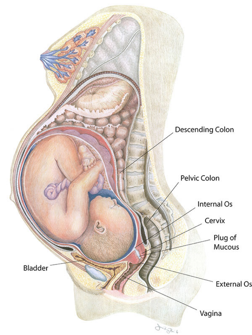 <p><strong>anatomical changes</strong></p><ul><li><p>uterus greatly ___</p><ul><li><p>abdominal organs ___</p></li></ul></li><li><p>increasing ___</p><ul><li><p>lordosis can develop: </p></li></ul></li><li><p>enlargement of ___</p></li></ul><p></p>