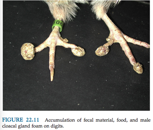 <p>the accumulation of food on the digits and can lead to TOE BALLS</p><p>AVOID ↑ wheat feeds</p>