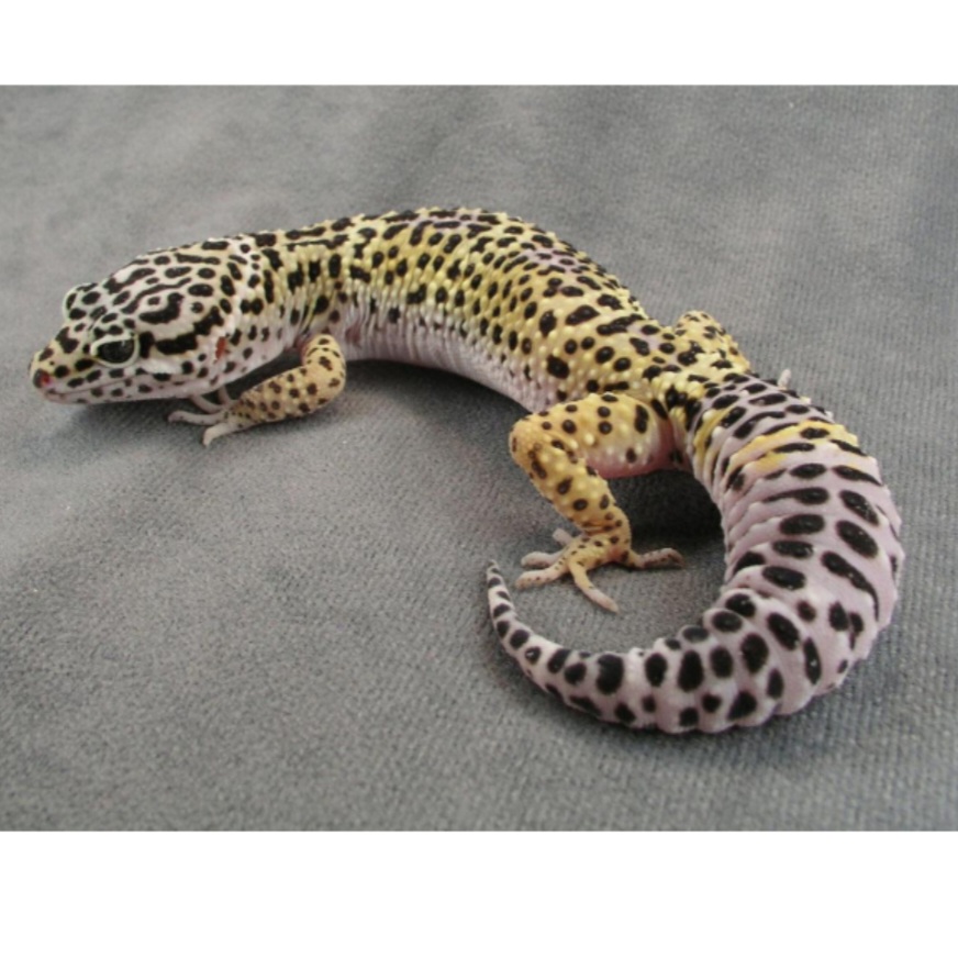 <p>name this animal</p>