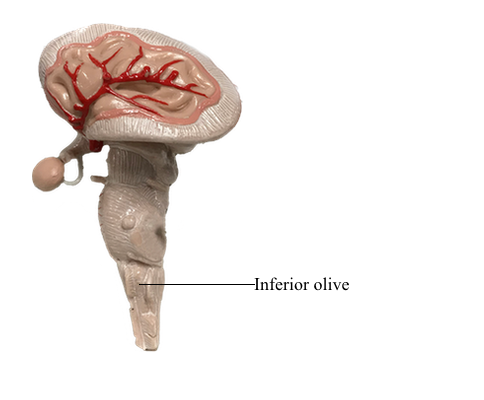 <p><span>The inferior olive is the oval bulge on the side of the medulla.</span></p><p><span><strong><u>Why it matters:</u></strong> it’s the key landmark for locating four cranial nerves.</span></p><ul><li><p><span><strong><u>Above the olive: </u></strong>CN IX, X, XI</span></p></li><li><p><span><strong><u>Below the olive</u></strong>: CN XII</span></p></li></ul><p></p>